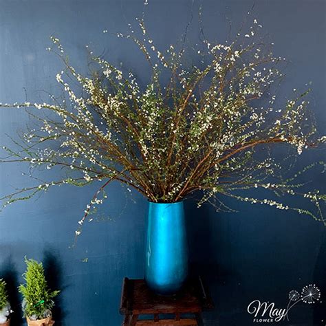 Hoa Tuy T Mai Lo I Hoa Ch A Bao Gi H T Hot Trong C C D P T