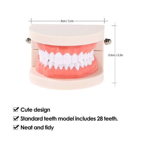 Dental Child Teeth Teaching Model Adult Teeth Gums Standard