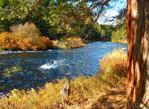 Autumn Scene Along The Metolius River Upstream From The Wizard Falls