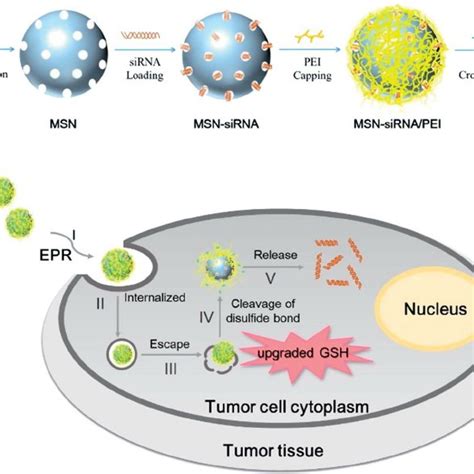 Cellular Uptake And Intracellular Tra Ffi Cking Of Fam Sirna Delivered