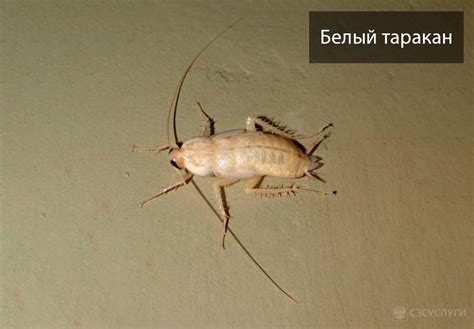 Виды тараканов: описание наиболее известных