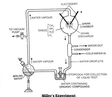 Stanley Miller performed an experiment by recreating in the lab the pr