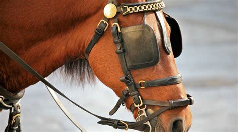 Maharashtra: Man dies after horse kicks him in the face | India News