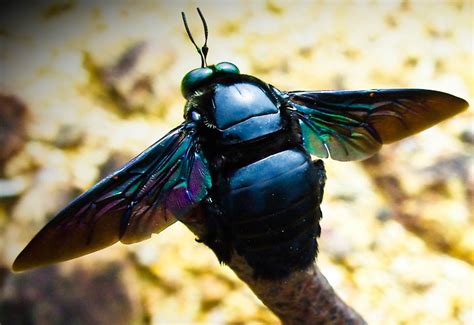 Carpenter Bee From Borneo Whats That Bug