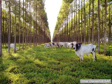 AGRICULTURA NO BRASIL Eucalipto No Sistema Agroflorestal