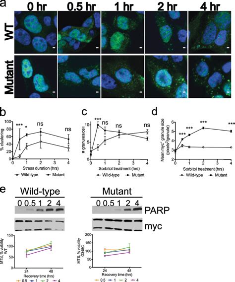 Wild-type (WT) TDP-43 and a pathological TDP-43 mutant (G348C) form ... 