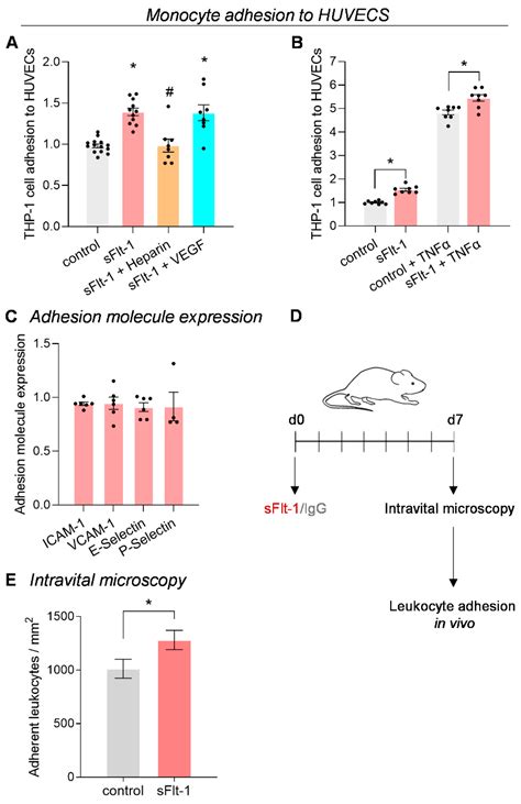 Ijms Free Full Text The Endothelial Glycocalyx As A Target Of