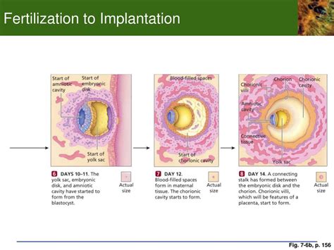 PPT Chp 7 Development And Sex Determination 7 1 The Human