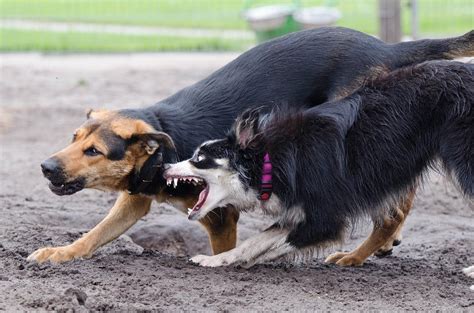 C Mo Hacer Que Dos Perros Se Lleven Bien Pautas Y Recomendaciones