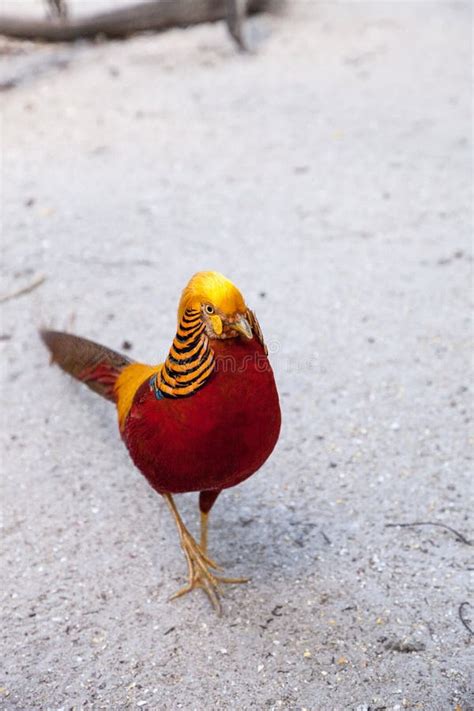 Male Golden Pheasant Also Called the Chinese Pheasant or Chrysolophus ...