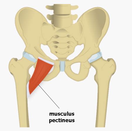 Musculus pectineus Medicína nemoci studium na 1 LF UK