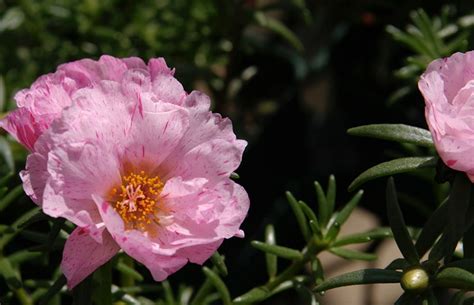 Waterwise Plant Details