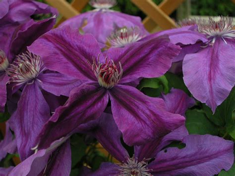 Clematis Kacper Flowers July To Sept Group 3 Clematis Garden Art