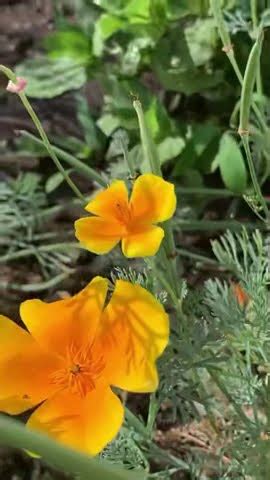 Эшшольция Апельсиновый ликёр - YouTube