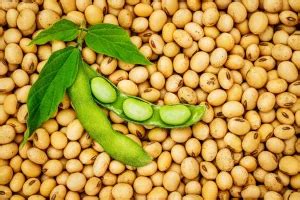 Польза соевых продуктов: лапша, бобы, соус и мясо. Рецепты из сои