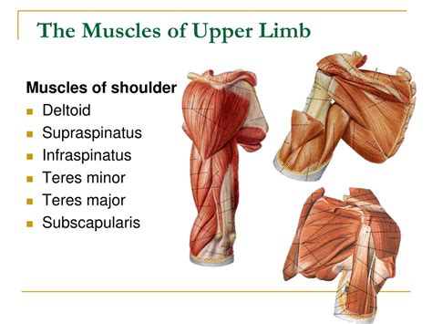 Muscles Of Upper Limb Labeled