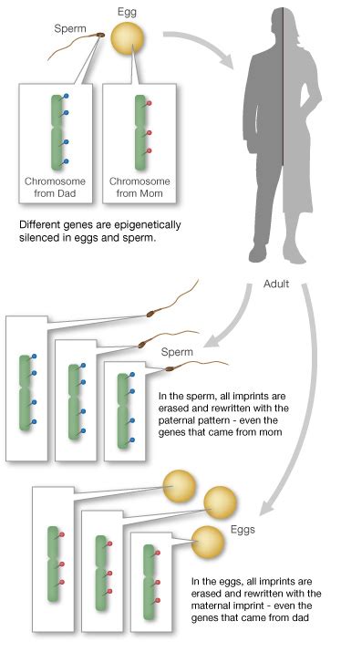 Epigenetic Memory Changes During Embryogenesis The Skeptical Zone