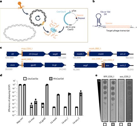 Comparison of Cas13a and Cas13d in E. coli phage challenge assays with ... 