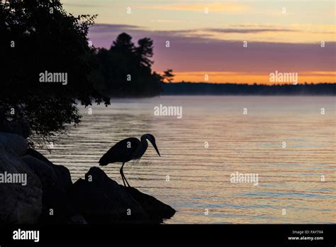 Canada Balsam High Resolution Stock Photography And Images Alamy