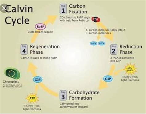 What Is Calvin Cycle Explain It Briefly With Diagram Class Th