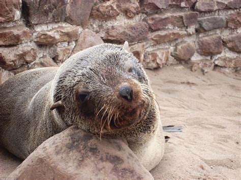 Cape Cross Seal Reserve – Babak Fakhamzadeh