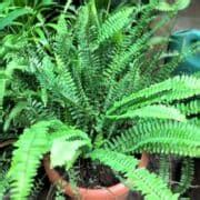 Boston Fern Aerial Roots: Care & Propagation Tips - Indoor Mint