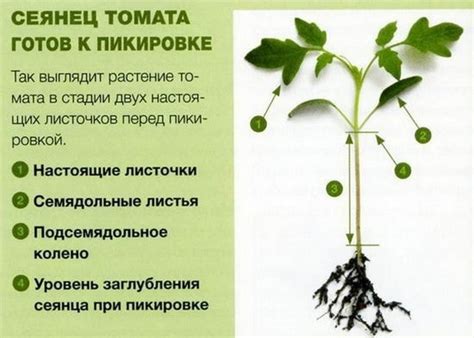 Пикирование рассады томатов в домашних условиях. Календарь ...