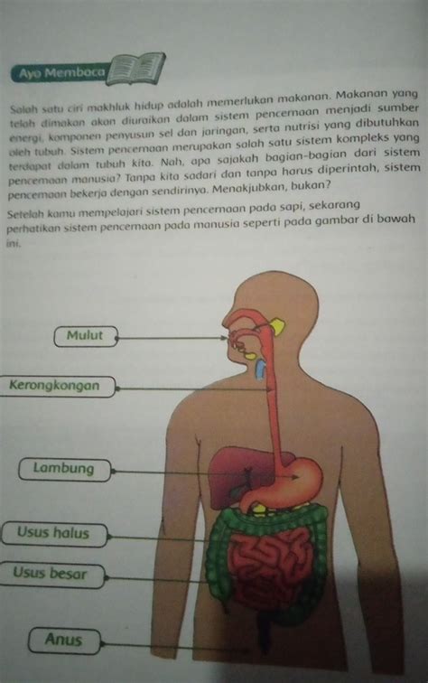 Detail Sistem Pencernaan Pada Manusia Beserta Gambar Koleksi Nomer 38