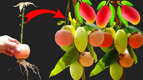 Best Skillsurprised Grafting Mango Tree From Apple Using Aloe Vera