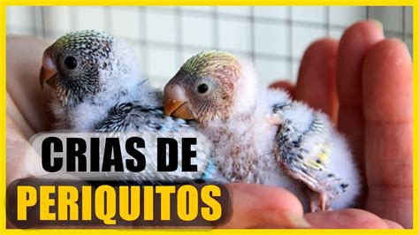 Cómo cuidar adecuadamente a un periquito bebé Todo sobre Animales y