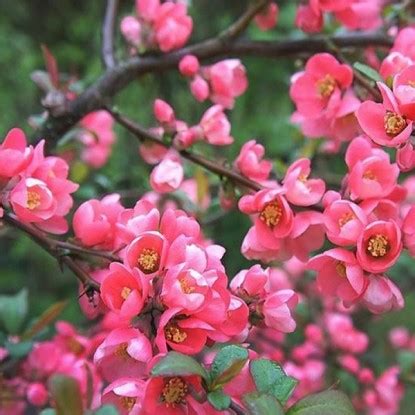 Саженцы хеномелесов купить в Минске в интернет-магазине c доставкой ...