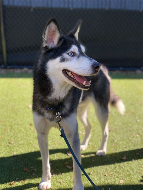 Poison frontman Bret Michaels adopts dog named after him - ABC News