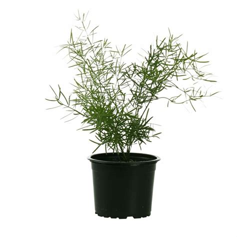 Gardenya - Online Garden Center - All Your garden needs