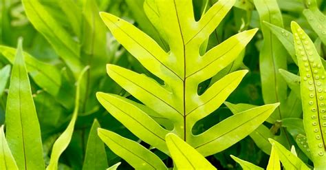 Green Fern Plants · Free Stock Photo