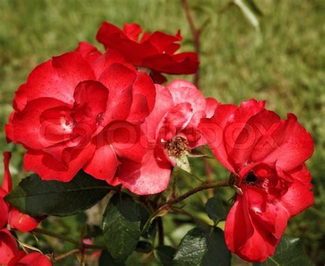 Green Field Full Of Red Wild Roses Stock Photo Colourbox