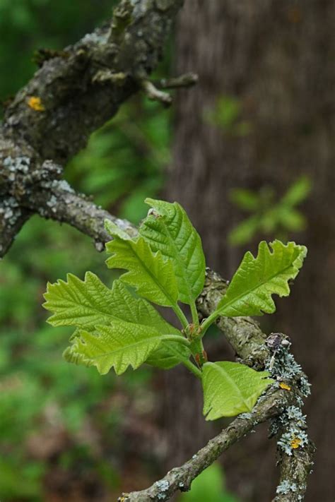 Quercus Bicolor Swamp White Oak Oak New York Plants Hq