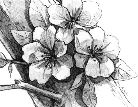 draw  cherry blossom tree  pencil