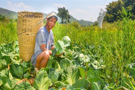 How Arunachal Mizoram Farmers Increased Yield