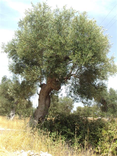 Olive Tree Puglia Tree Italian Boots