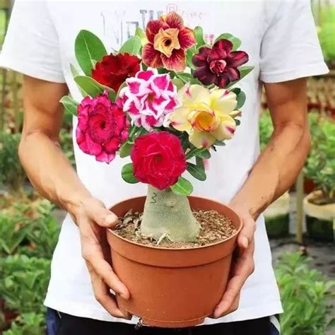 Adenium Rosa Del Desierto Grande Arcoiris Fertlizante Envío gratis