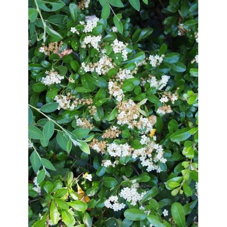 Pyracantha Alexander Pendula Renolex P Piniere Brochet Lanvin