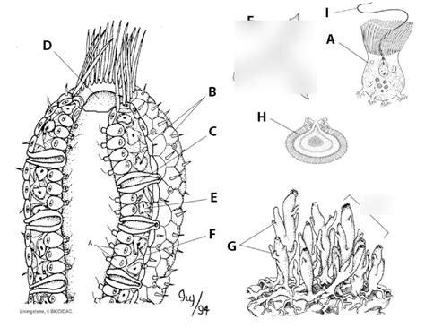 Sponge Anatomy Diagram Quizlet