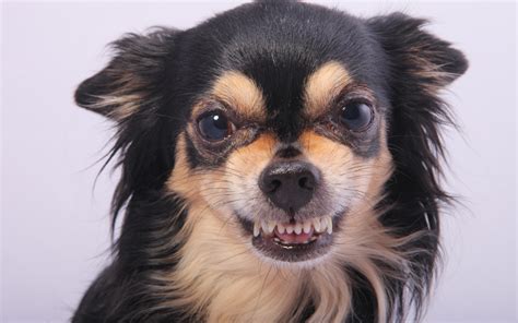 chihuahua stare    reason  paws  learn