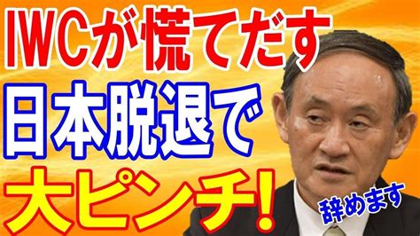 【海外の反応】「日本の分担金目当てか 」日本を散々イジメてきたiwcが今更慌てだすw金づるを失ったiwc 日本がiwc脱退と商業捕鯨再開へ向けて動きだす【日本の魂】 Youtube