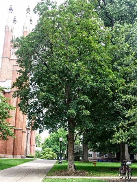 franklin marshall sycamore maple acer pseudoplatanus