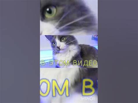 котики и собачки антистресс слаймов против волшебных питомцев 🐶😸 - YouTube