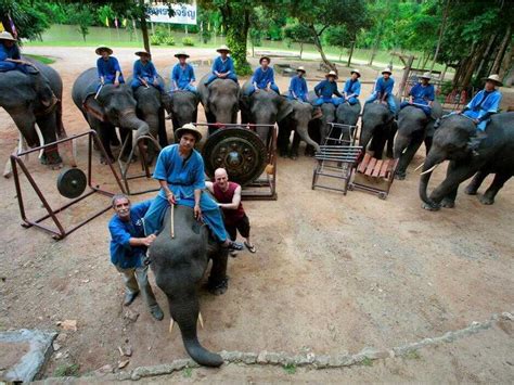 The Biggest Thing Out Of Thailand: An Elephant Orchestra : NPR