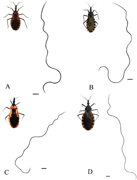 Spermatological Morphology Of Triatoma Species Hemiptera Reduviidae Triatominae