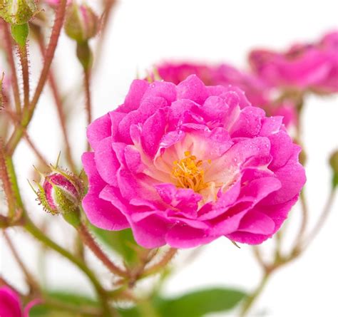 Rose Wartburg - Rosa Wartburg günstig kaufen