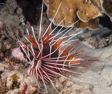 Pterois Radiata Strahlen Feuerfisch